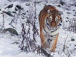 tigers are the largest of all cats