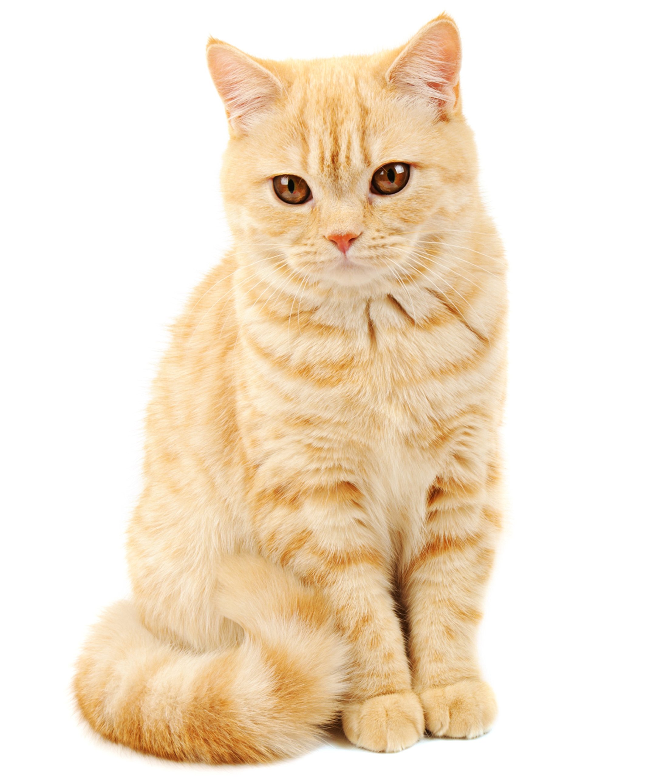 Half a Donkey The Ginger Kitten - Large Cotton Tea Towel