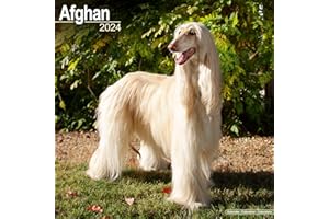 Afghan Hound Calendar - Afghan Dog Calendar - Dog Breed Calendars - 2023 - 2024 wall calendars - 16 Month by Avonside