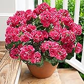 Artificial Geranium Fake Flowers for Outdoors Decoration, 6 Bundles Silk Geraniums Flower UV Resistant Look Real Faux Plants for Outside Planter Front Door Garden Patio Balcony Yard Home, Hot Pink