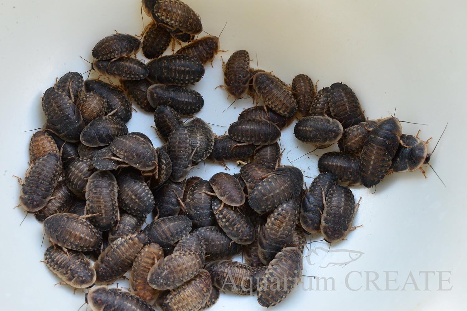 Amazon アジアアロワナの餌用 デュビアm Mlサイズ 50匹 アジアアロワナのエサ 餌 通販