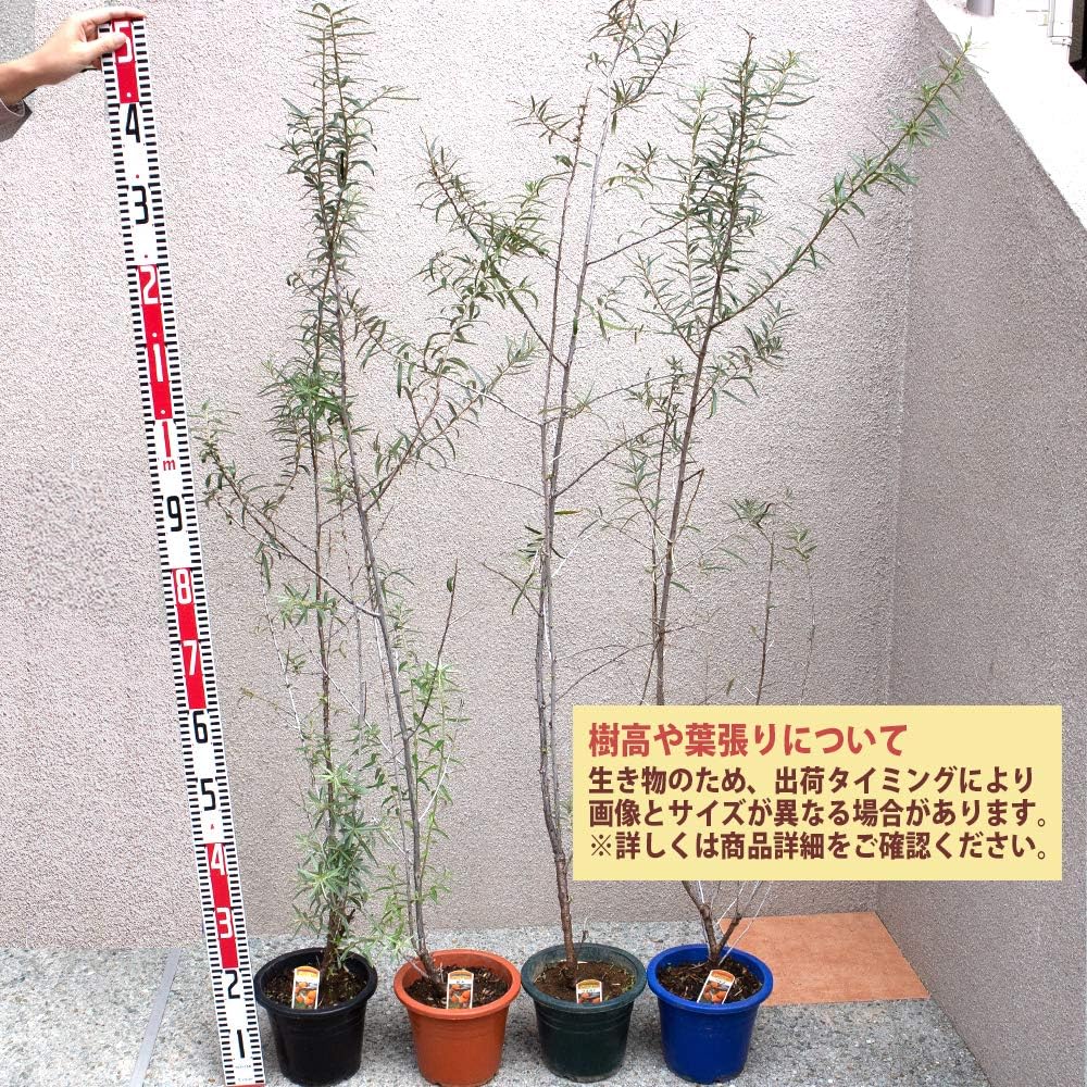 Amazon シーベリー サジー の苗木 雄木1本雌木2本 合計3本セット 雌木品種はフルガナとヘルゴとレイコラです この中から2品種各1本をセット致します 品種のご指定はできません 品種が変わる場合もあります 3種のビタミンa C Eを同一の