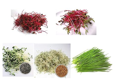 500 g BIO Keimsprossen Mischung -Vitamin Cocktail MIX- Keimsaat 5 x 100 g Samen für die Sprossenanzucht Rote Rüben, Mangold, 