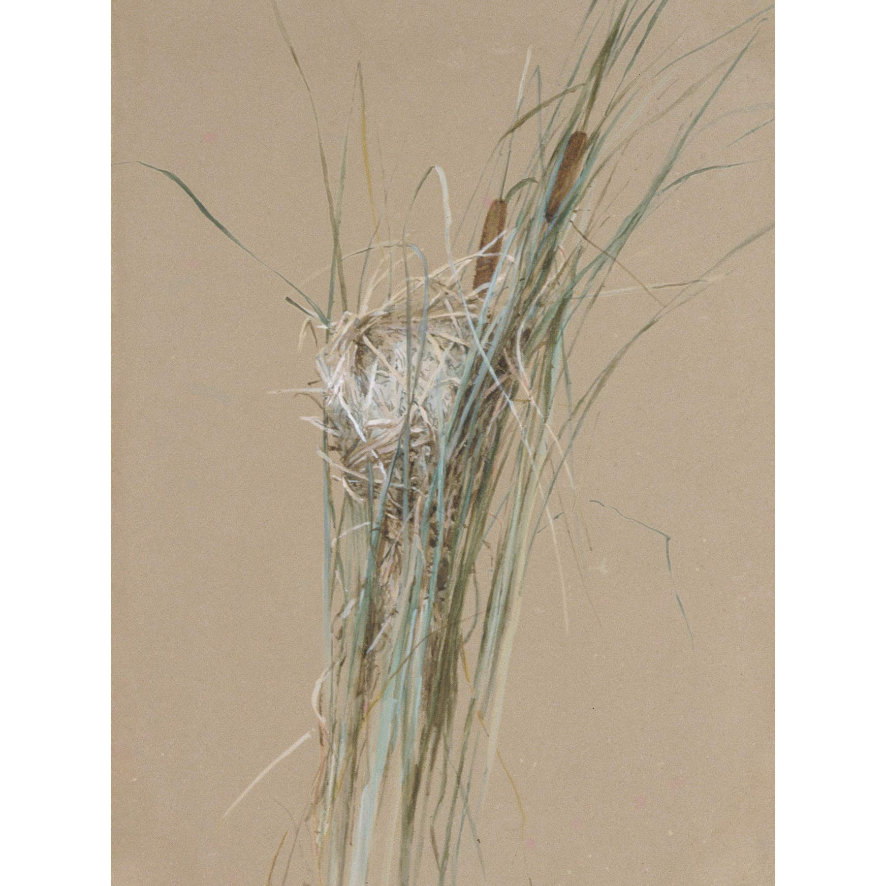 Bridges Bird's Nest Cattails Watercolour Drawing Large Wall Art Poster Print Thick Paper 18X24 Inch