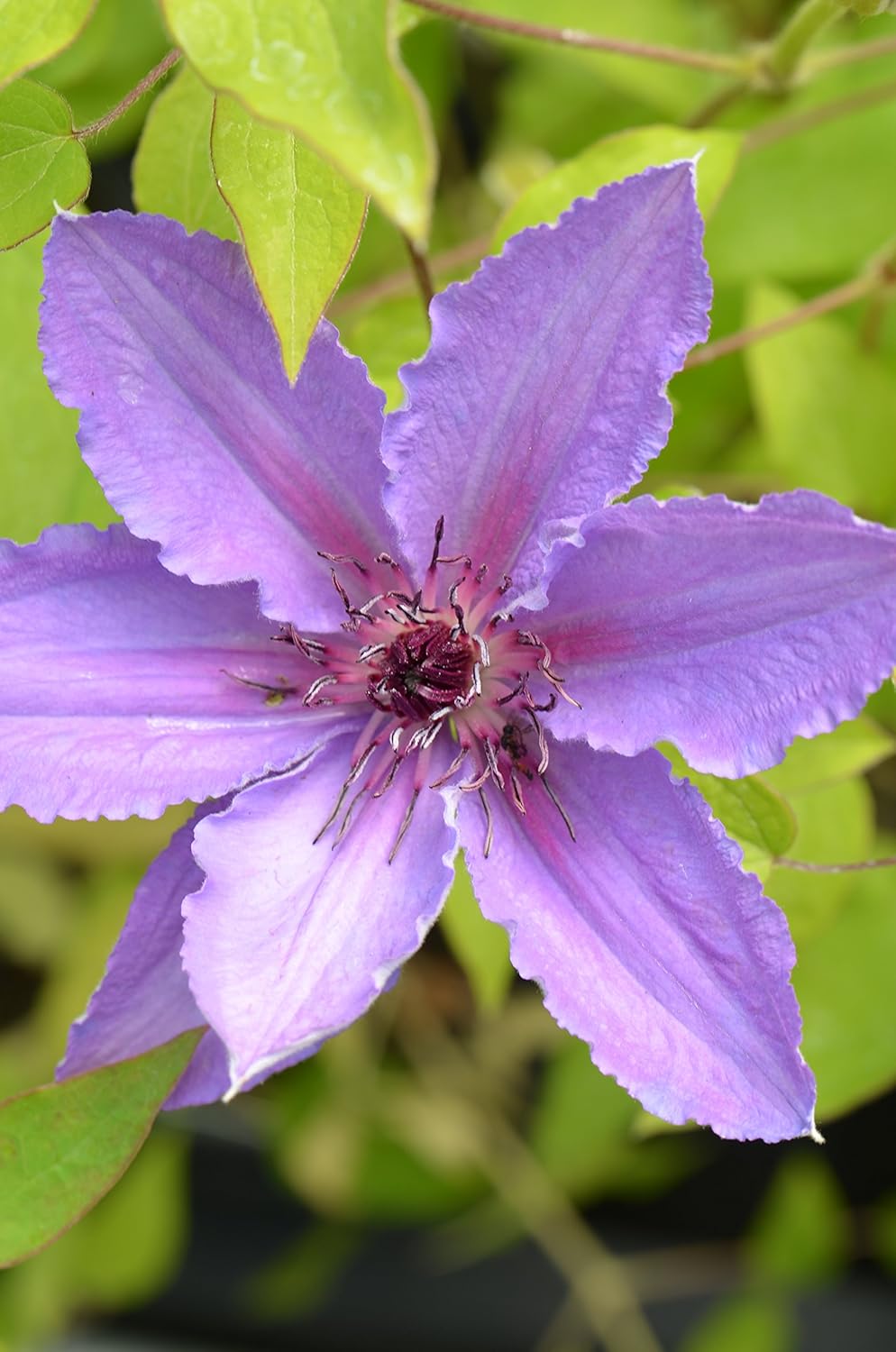 Clematis 'Parisienne' Amazon.co.uk Garden & Outdoors