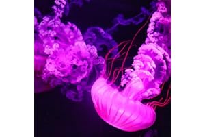 Jellyfish Screensaver