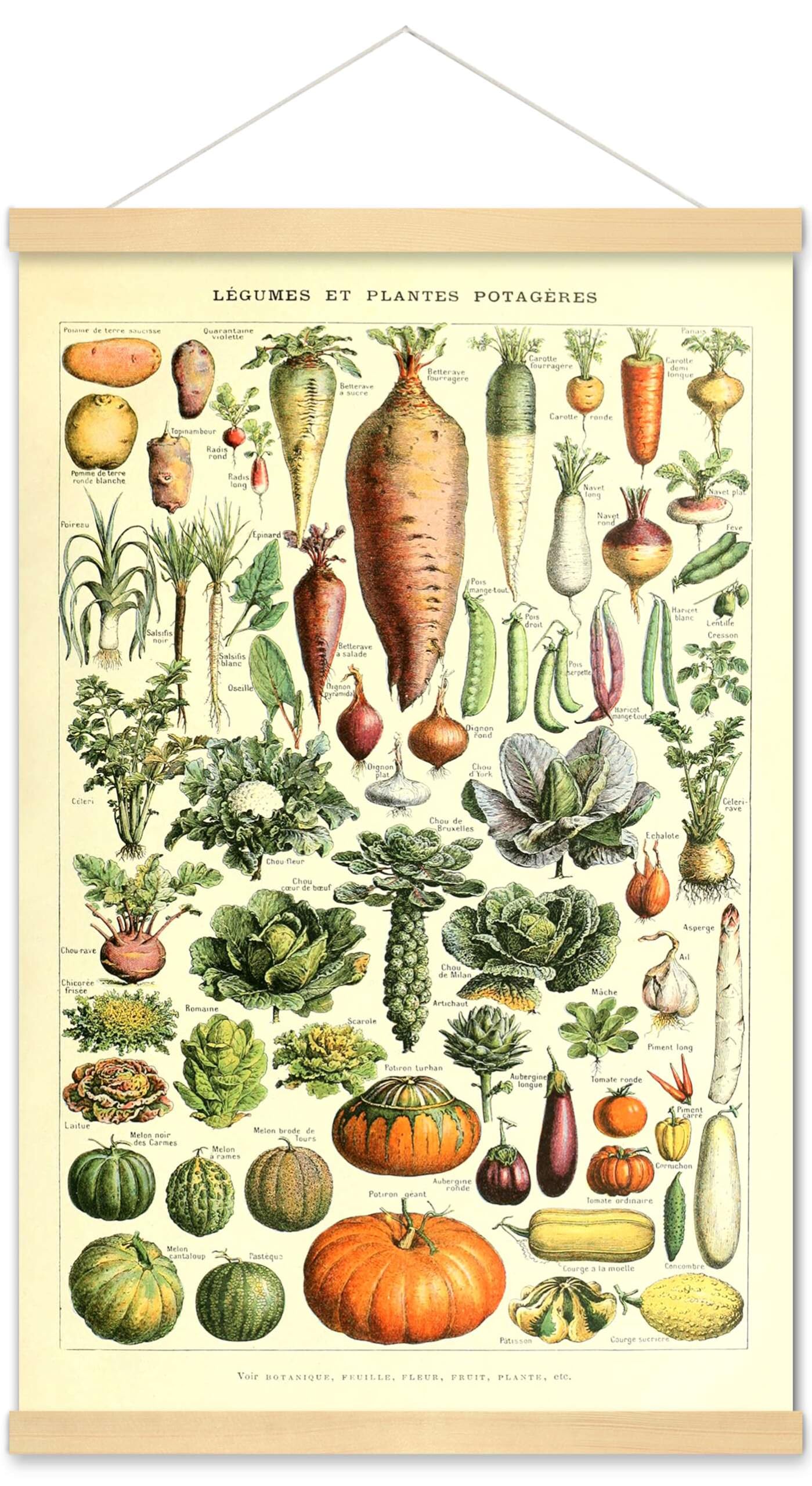 Meishe Art Poster Vegetable Print Vintage Kitchen Botanical Science Plant Carrot Pumpkin Potato Illustration Home Framed Wall Decor Identification Reference Chart(40cmx60cm+Hanger Frame)