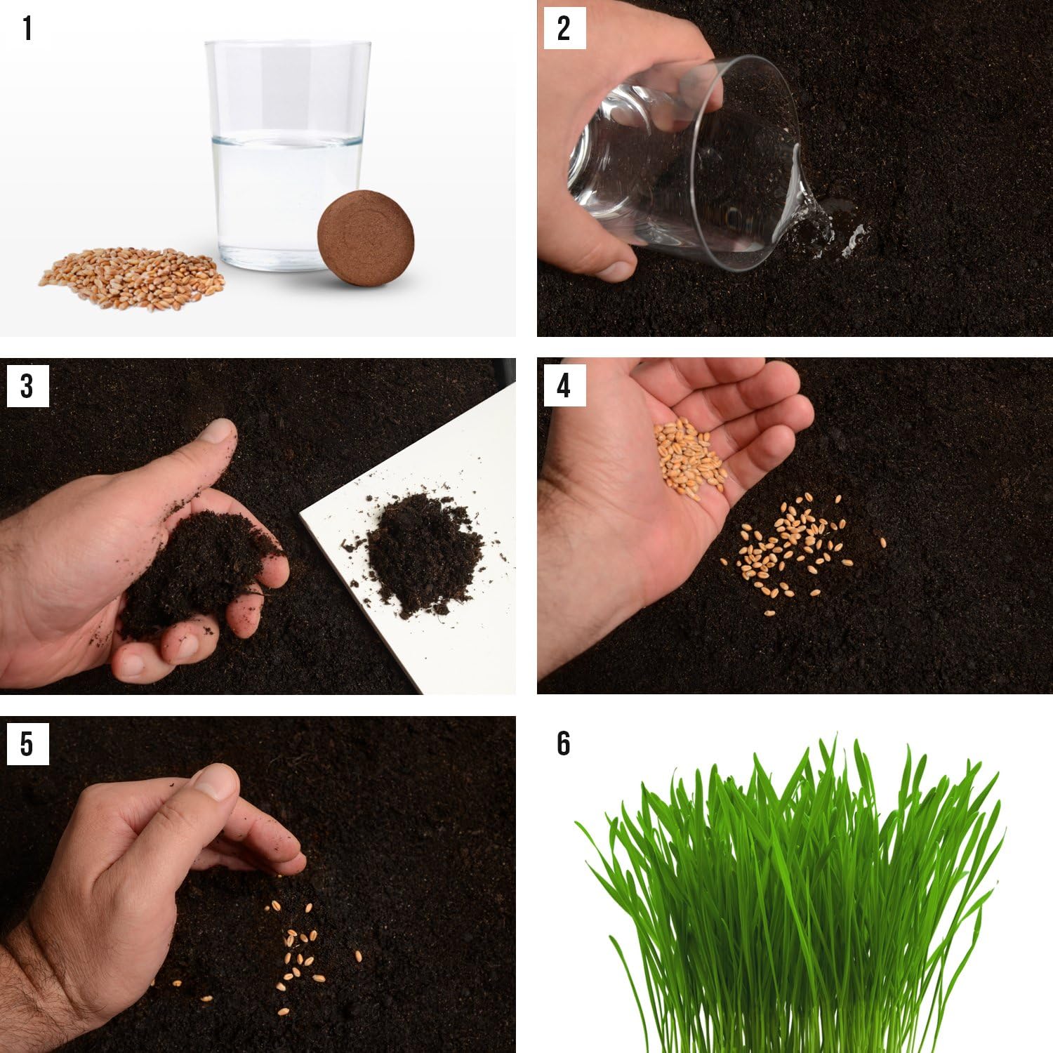 Organic Wheat Grass Seeds, Cat Grass Seeds, 16 Ounces- 100% Organic Non GMO - Hard Red Wheat. Harvested in The US. Easy to Grow. : Garden & Outdoor
