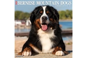 Willow Creek Press Bernese Mountain Dogs Monthly 2024 Wall Calendar (12" x 12")