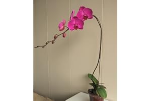 Athena's Garden 5" Phalaenopsis Orchids, Red Blooms and Black Container, One Size