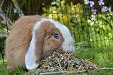 Rosewood Rosewood Naturals Summer Harvest Small Animal Treat 150g view 2