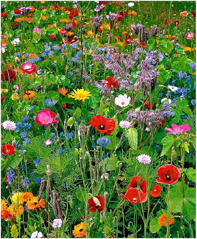 Lot de 100 graines de Fleurs sauvages en mélange annuelles et vivaces Amazon.fr Jardin Lot de 100 graines de Fleurs sauvages en mélange annuelles et vivaces Amazon.fr Jardin
