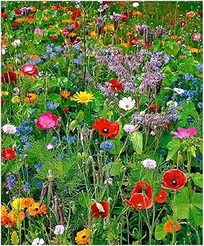 Lot de 100 graines de Fleurs sauvages en mélange - annuelles et ...