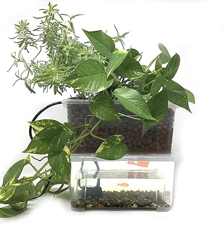 Amazon Com Edu Aquaponics Kit Handmade