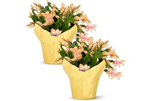 THE THREE COMPANY Live Flowering Zygocactus - Yellow-Orange, 2 Pack - Beautiful Thanksgiving/Christmas Cactus - 5" Tall by 5" Wide in 1 Pt Pot with Deco Cover