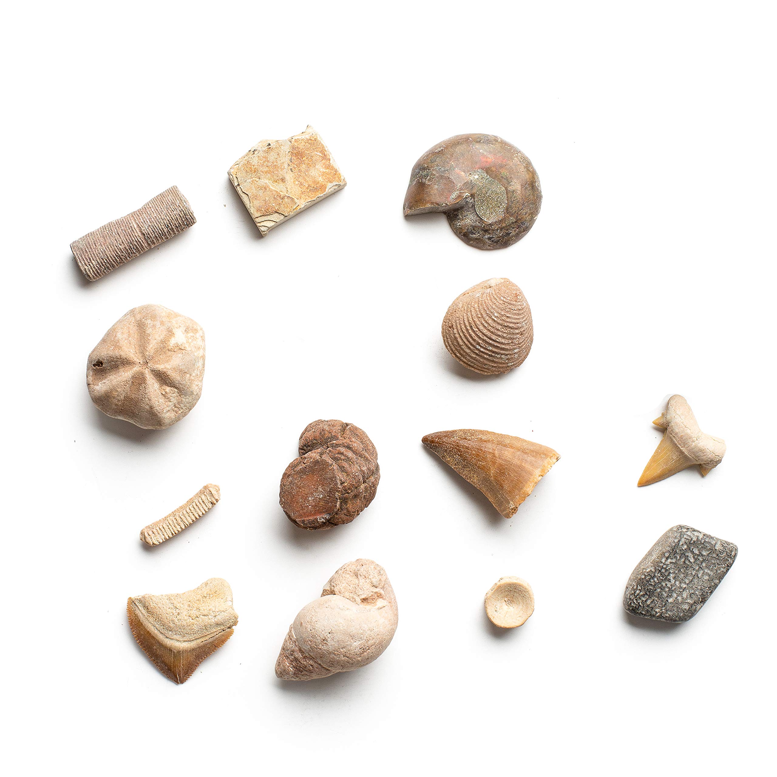 Dan&Darci Dig a Dozen Fossil Bricks - Break Open 12 Blocks and Discover 12 Unique Real Fossils - Basket Stuffers Archaeology Science STEM - Birthday Gift