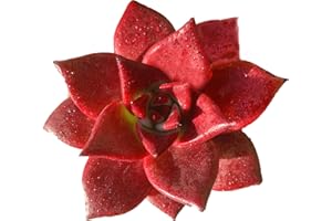 FWPP Live Succulents Plants Echeveria Agavoides v Romeo Rubin 3 inches,Rare red Succulents Bare Root Without Pot Soil, Live Plants Indoor Office Decoration Wedding and Gift