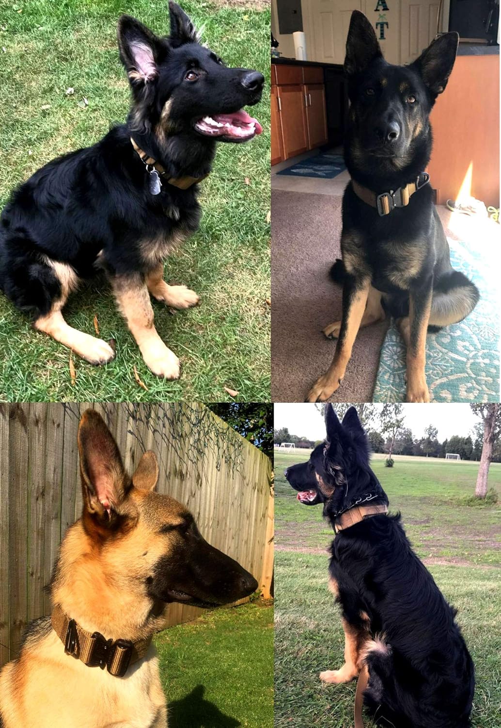 Best Dog Collars For German Shepherds PetGearZone