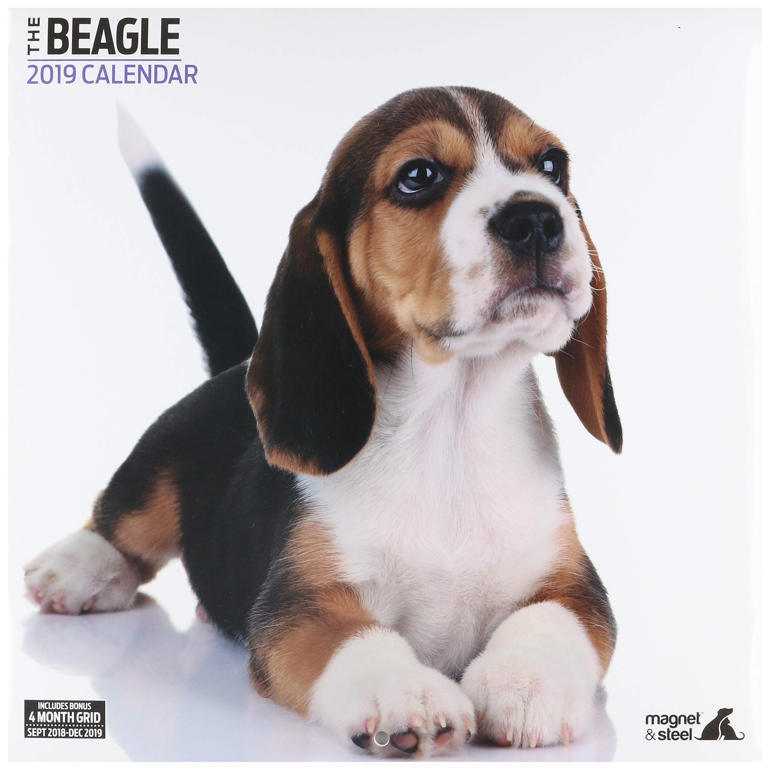 Beagle Modern 2019 Calendar Buy Online In Guernsey At Guernsey Desertcart Com Productid 100521635