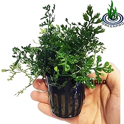 Greenpro Bolbitis Difformis Baby Leaf Fern