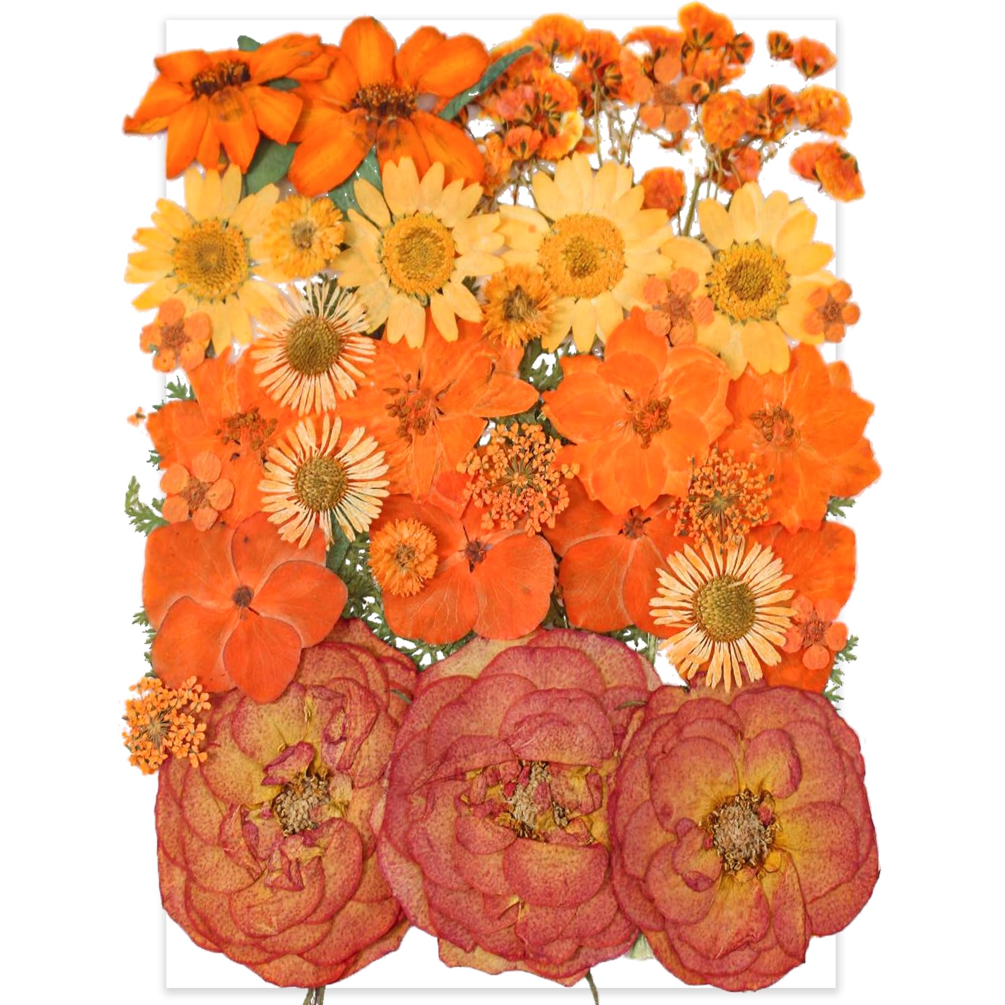 YoothBro Orange Dried Pressed Flowers for Resin Molds,Real Natural Pressed Flowers for DIY Art Crafts,Candle Making, Nails Décor,Soap Making, Phone Case
