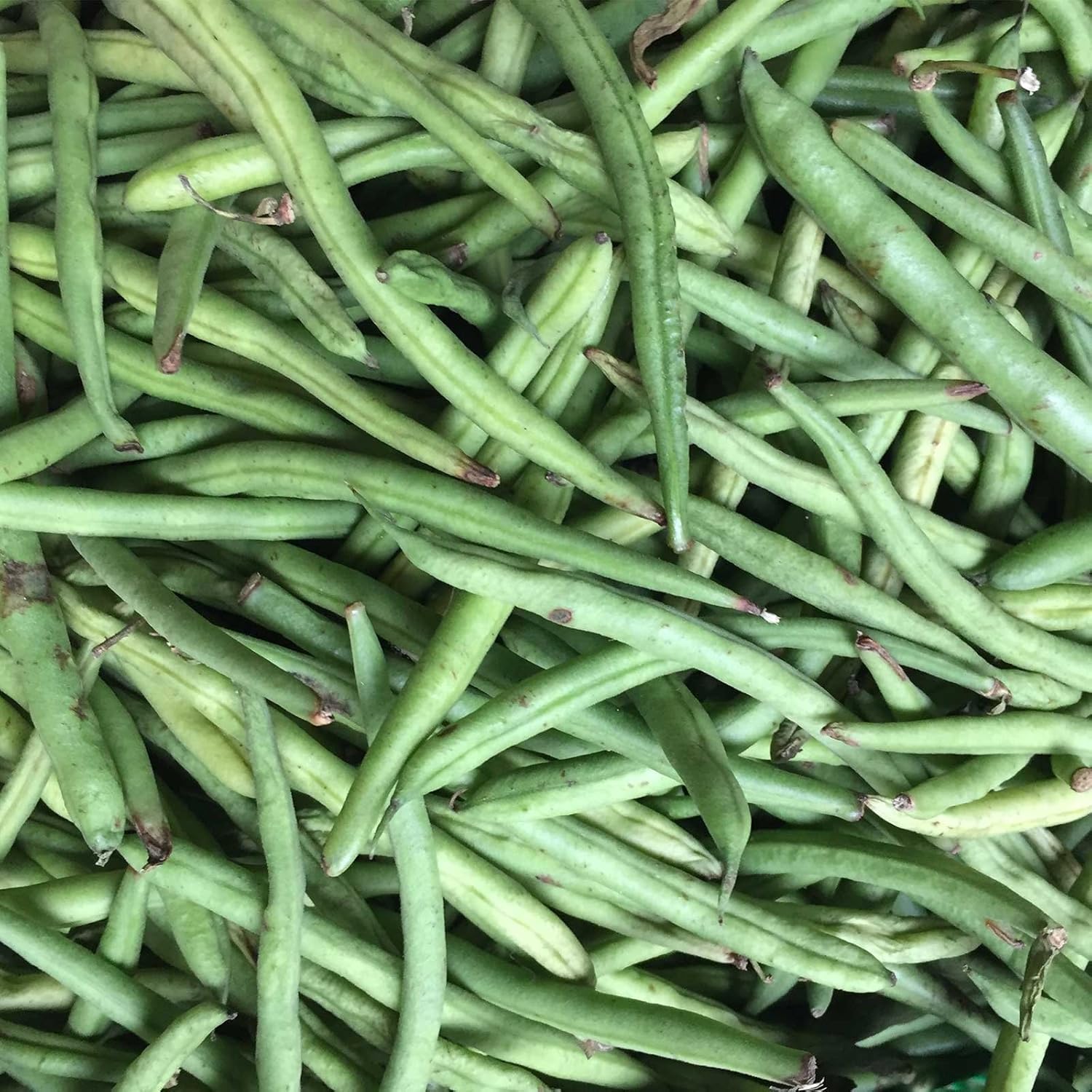 Kentucky Blue Pole Bean Seeds - 1 Lb - Non-GMO, Heirloom - Green Bean Vegetable Garden Seeds - Phaseolus vulgaris