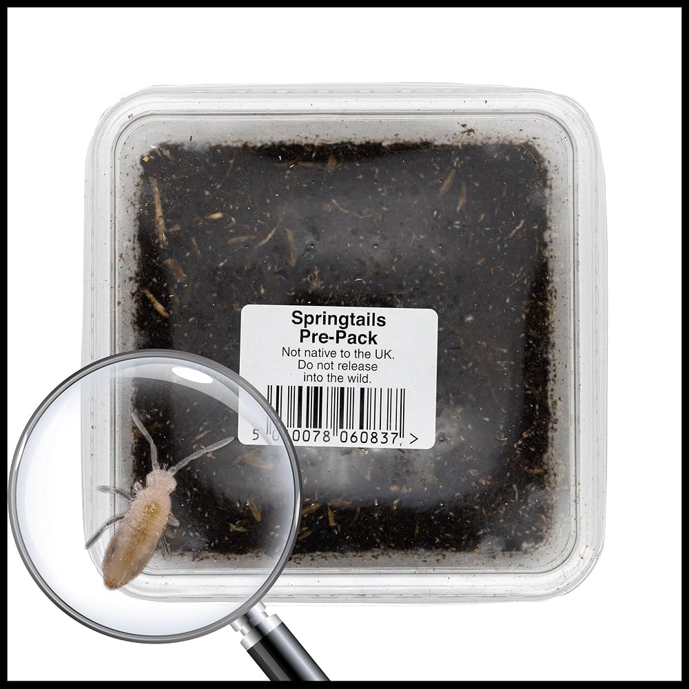 livefoods4u Live Springtails for Terrariums 1 Tub Bioactive Clean Up Crew