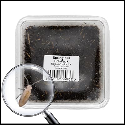 livefoods4u Live Springtails for Terrariums 1 Tub Bioactive Clean Up Crew