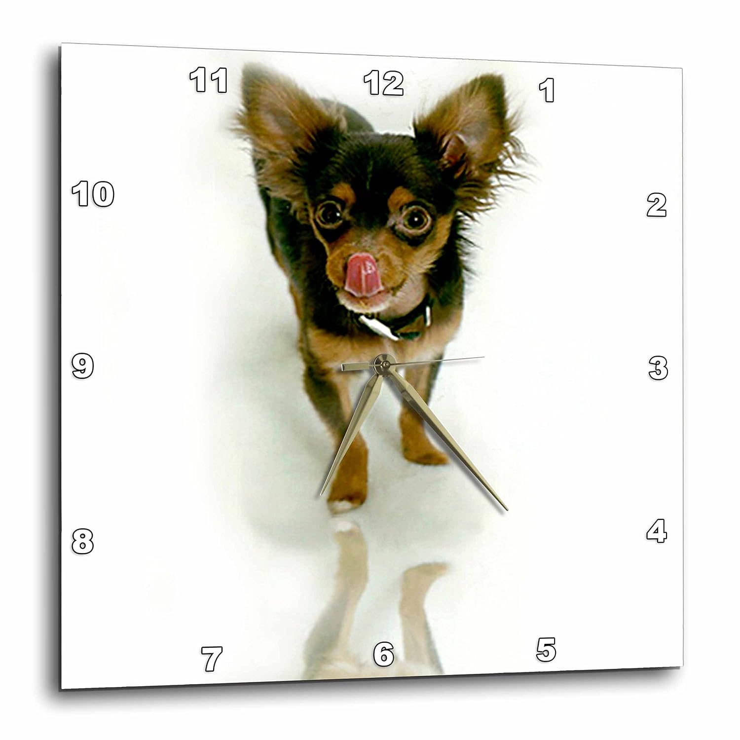 Amazon Com Dogs Chihuahua Long Hair Chihuahua 10x10 Wall