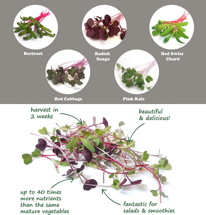 PURPLICIOUS Kit de Cultivo de MICROGREENS para Cultivar tus ...