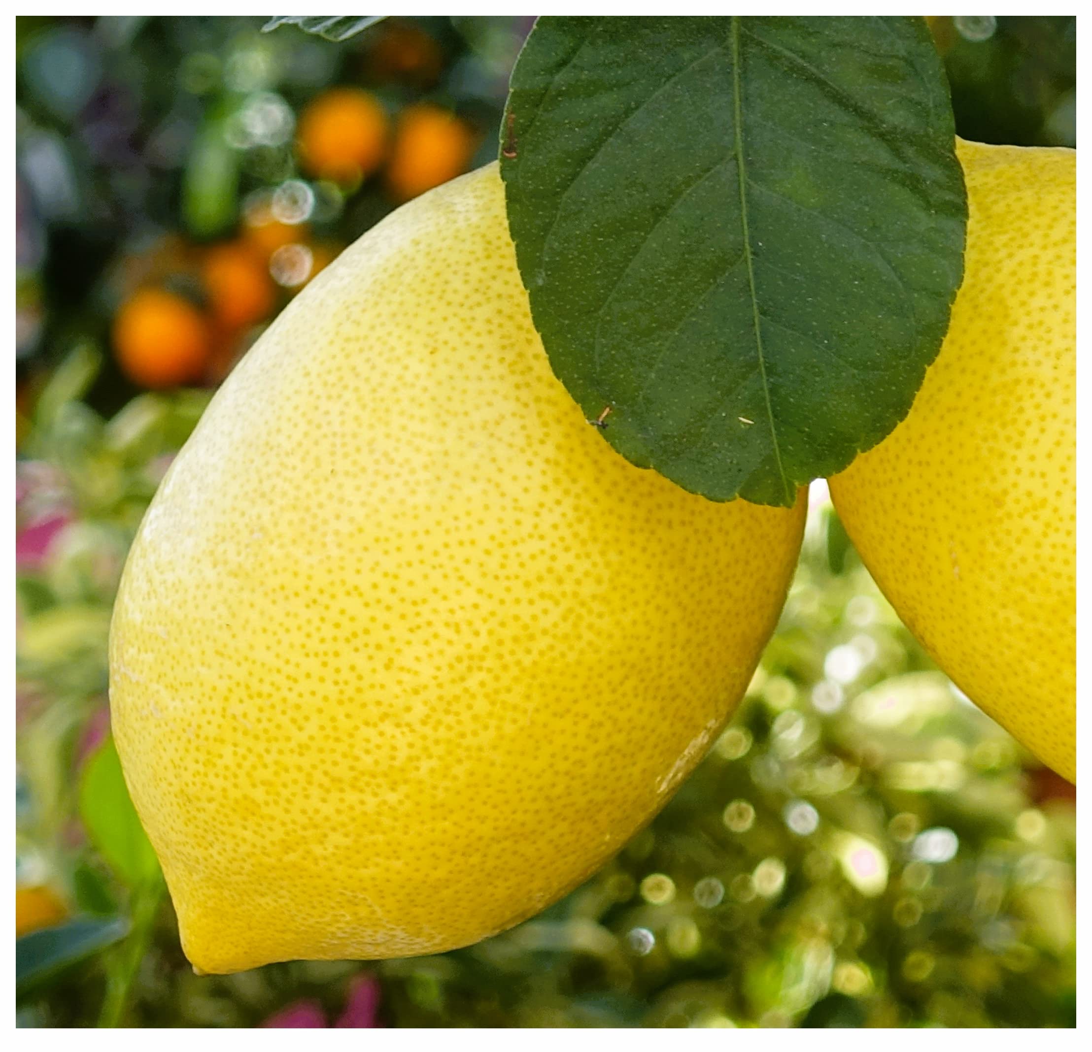 Citrus & Mediterranean Plant Potting Soil - Lemon, Orange, Palm, Olive Tree Fast Draining Compost - 5.5 Litres Hydrate at Home