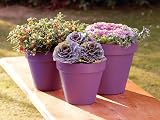 Ronseal Garden Paint Purple Berry 2.5 Litre GPPB25L view 2