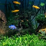 Tetra AquaSafe 100 ml Tap Water to Safe and Healthy Water for Fish view 2