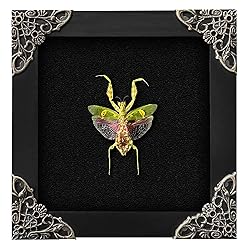Real Framed Flower Mantis Dead Insect Dried Green