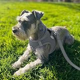 Joytale Step in Dog Harness Reflective Mesh Easy Walk XXXS Gray view 2