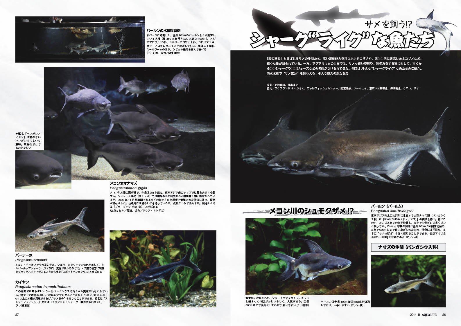 月刊 Aqua Life アクアライフ 14年 11月号 本 通販 Amazon