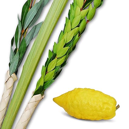 Image result for sukkah daled minim