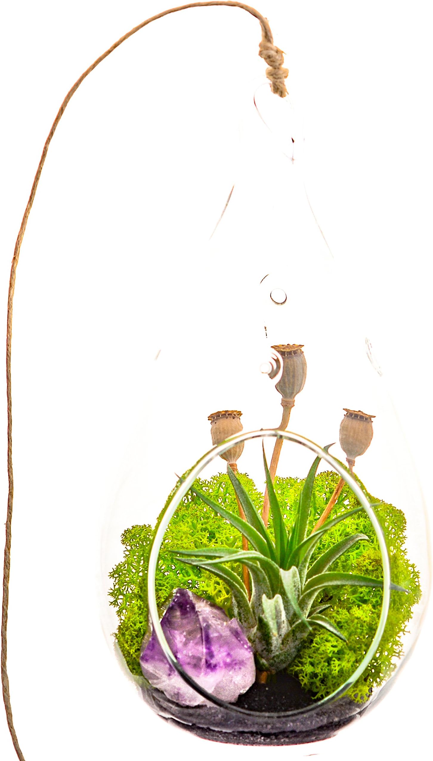 Air Plant Terrarium with Purple Amethyst Crystal / 7" Teardrop Glass / Midnight Forest