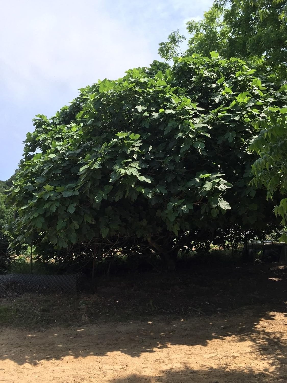 Brown Turkey Fig Tree 5 Cuttings. Cold Hardy Zone 811 Guaranteed To Root! Garden Brown Turkey Fig Tree 5 Cuttings. Cold Hardy Zone 811 Guaranteed To Root! Garden