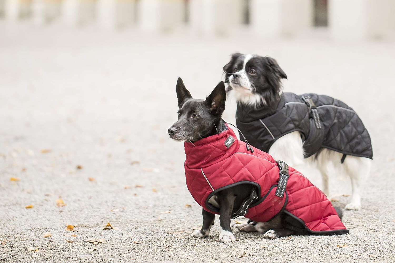 CHIARA Nelson Winter Coat for Dogs Large, Red - Image 5