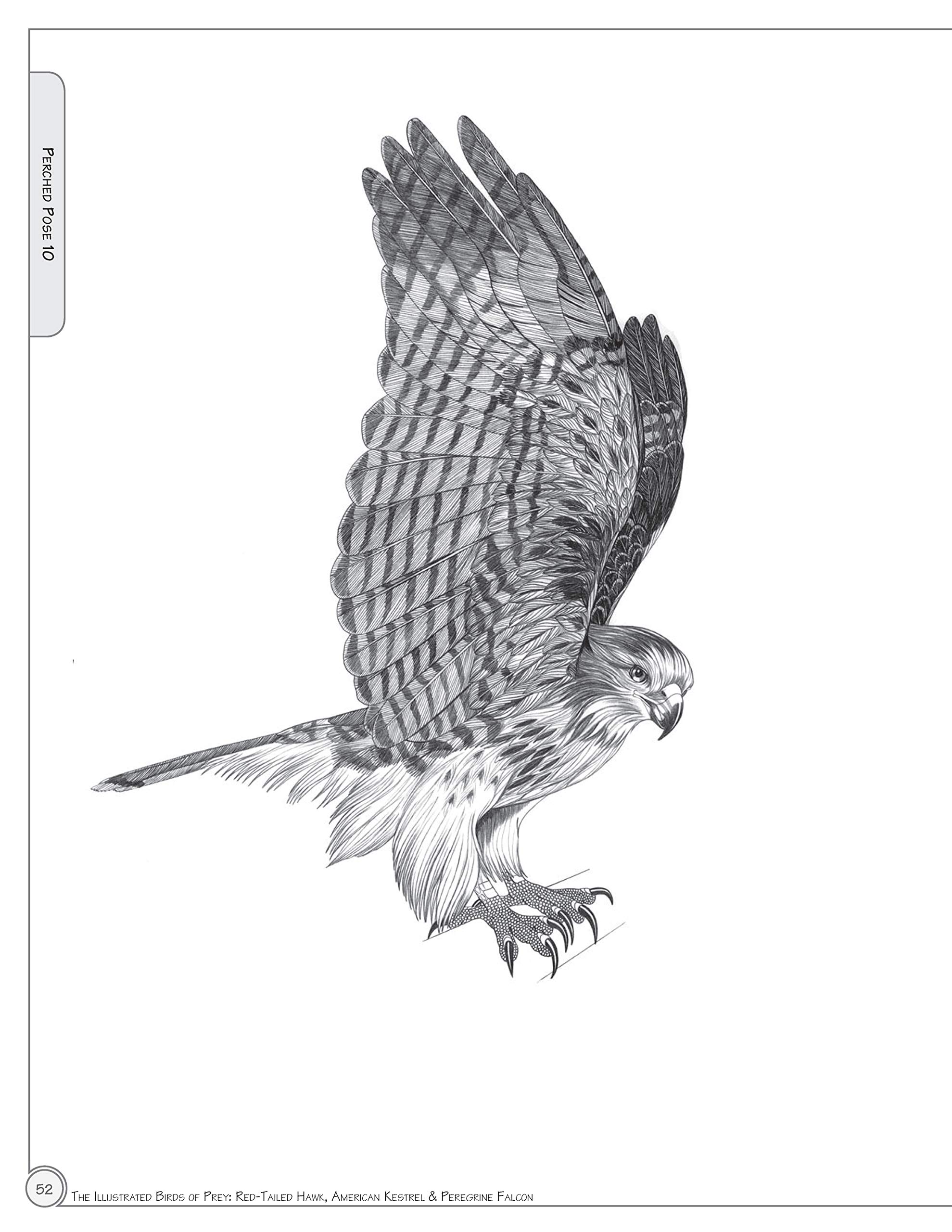 Illustrated Birds Of Prey Red Tailed Hawk American Kestral