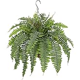 Hollyone 25" Artificial Boston Fern Hanging Basket 31 Leaves Fake Ferns in Rattan Pot Medium Greenery Plants for Outdoors & Indoor Faux Fern Bush Basket Plant Patio Garden Home Decor Dusty Green