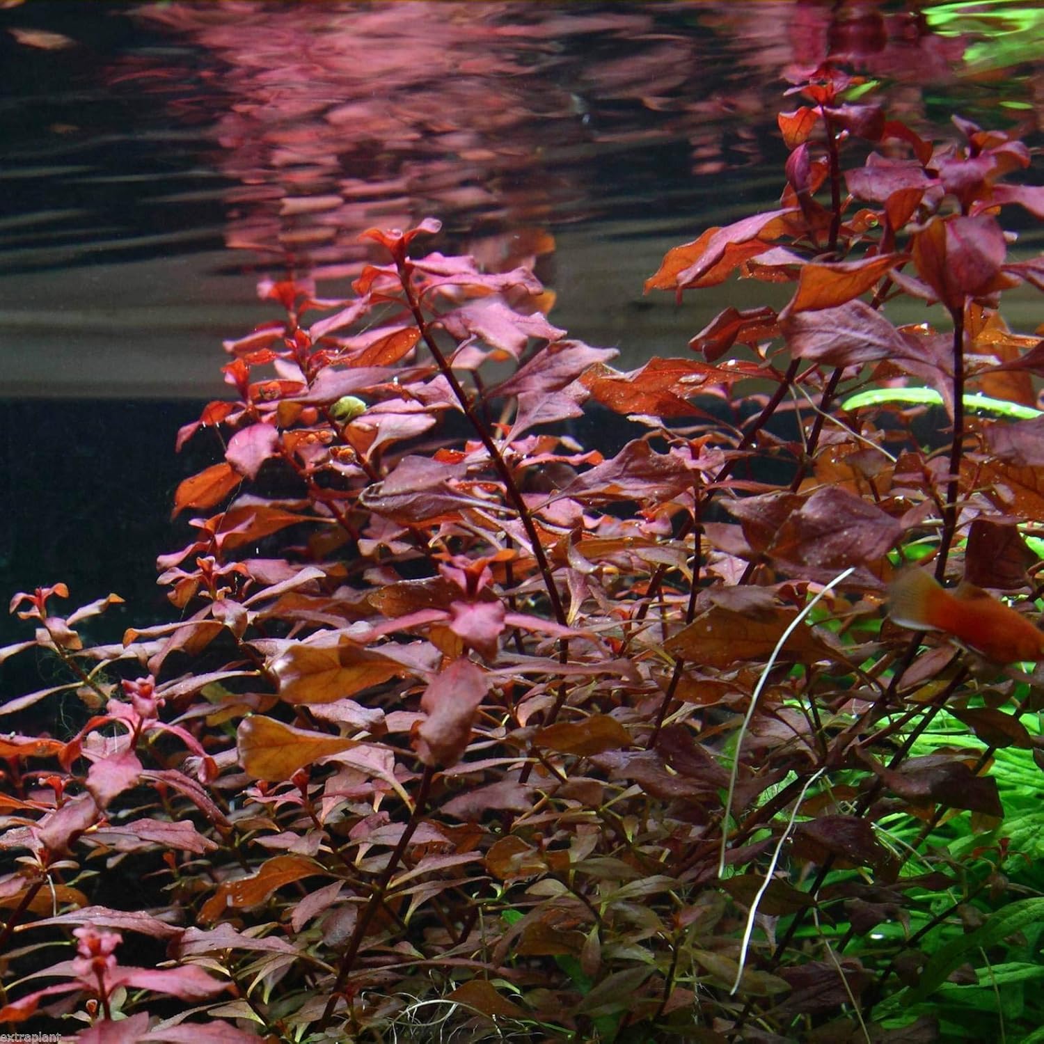aquarium plants factory