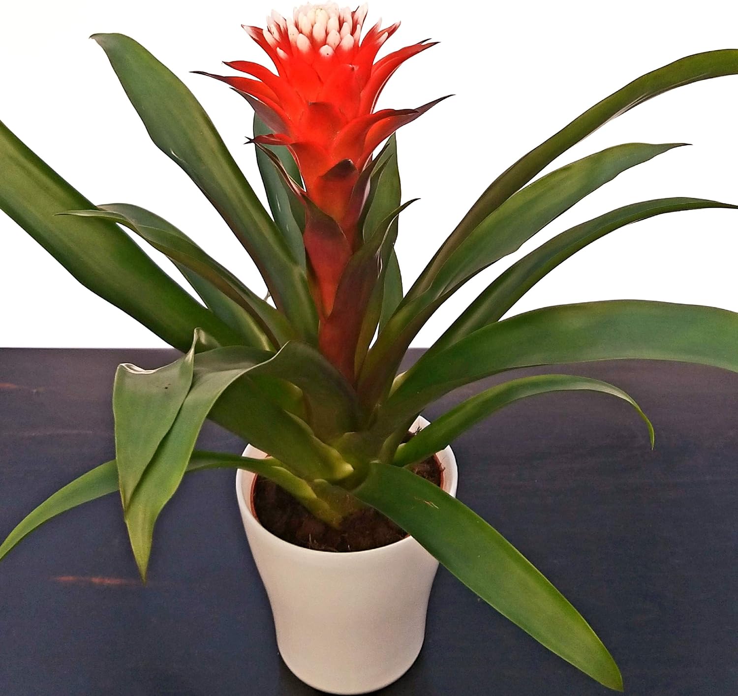 guzmania Hope de jarrón cerámica, planta auténtica: Amazon.es: Jardín