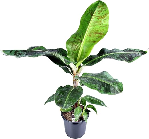 Musa Dwarf Cavendish Xl Pianta Di Banana Altezza 80 90 Cm Vaso O 21 Cm Amazon It Giardino E Giardinaggio