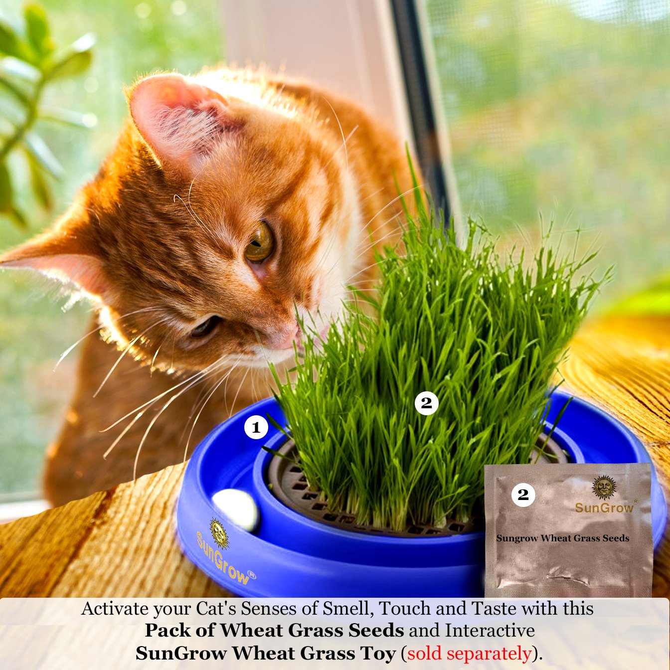 Wheatgrass Seeds for Cats by SunGrow - Aids faster digestion - Prevents furballs - Rich in essential amino acids - Fast, Thick and Easy growth Petgrass - Organic Non GMO seeds - 100 seeds per pack