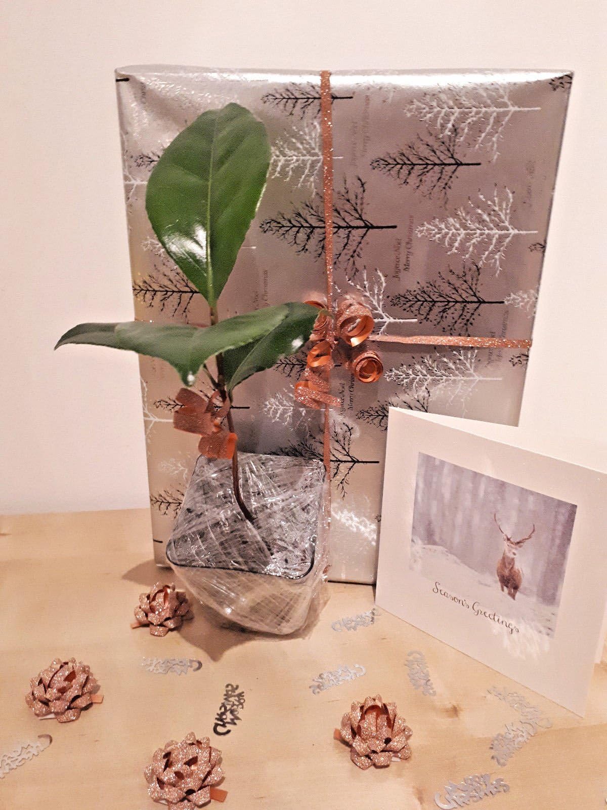 Christmas Gift, Hardy Flowering Shrub, Japanese Camellia, Camellia Japonica, in Christmas Gift Wrapping, Evergreen, Winter and Spring Flowering, 1 Year Old Plant