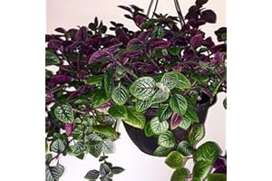 AVERAR 2 Swedish Ivy Plants Live Indoors to Grow, in 4 Inch Pot, Purple Plectranthus Swedish Ivy House Plants, Live Swedish Ivy Vine, 4-6" Tall (Purple Swedish Ivy)
