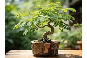 Moringa Oleifera Seeds for Planting 50pcs Fast-Growing Drought Tolerant for Garden and Containers Well-draining Soil, Partial