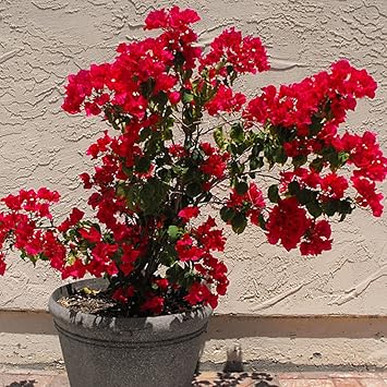 Catkoo Samen 50 Stucke Rot Bougainvillea Zierpflanzensamen Hausgarten Hof Bonsai Decor Geeignet Balkon Wohnzimmer Garten Weihnachtsdekoration Amazon De Kuche Haushalt